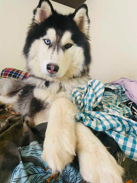 Alaskan Malamute Dogs For Mating In Bangalore