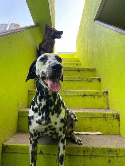Dalmatian Dogs For Mating In Chennai