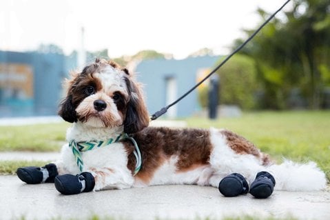 Shih Tzu Dogs For Mating In Chennai