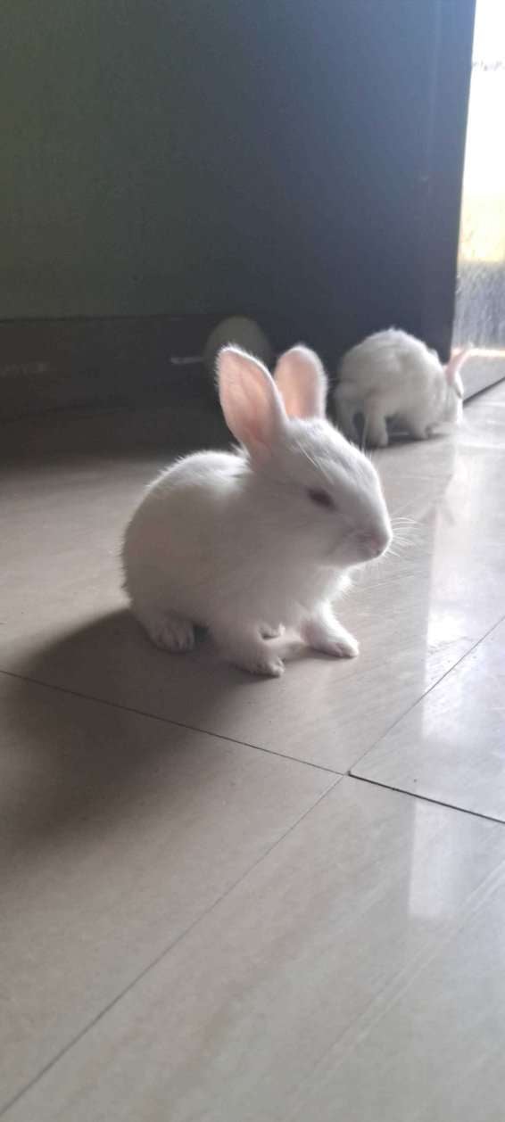 Rabbits For Adoption In Meerut