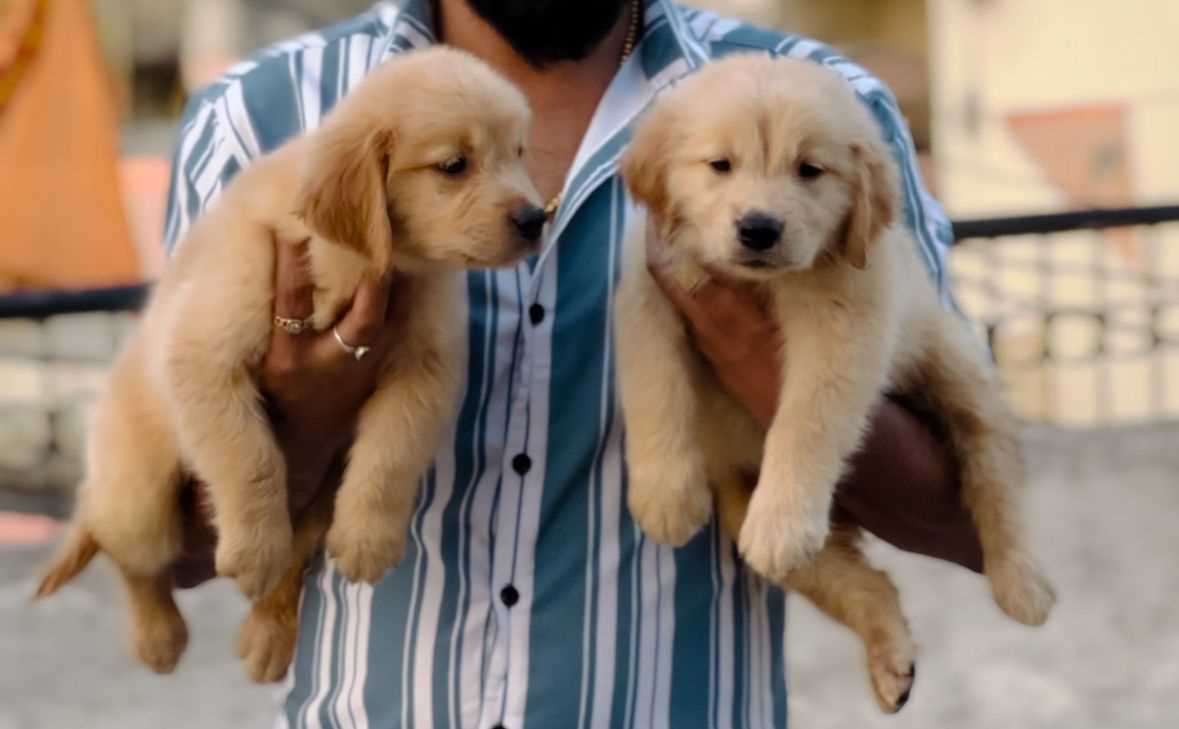 Golden Retriever For Sale In Bilaspur CG