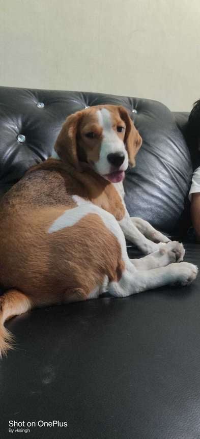 Beagle Dogs For Mating In Gurgaon