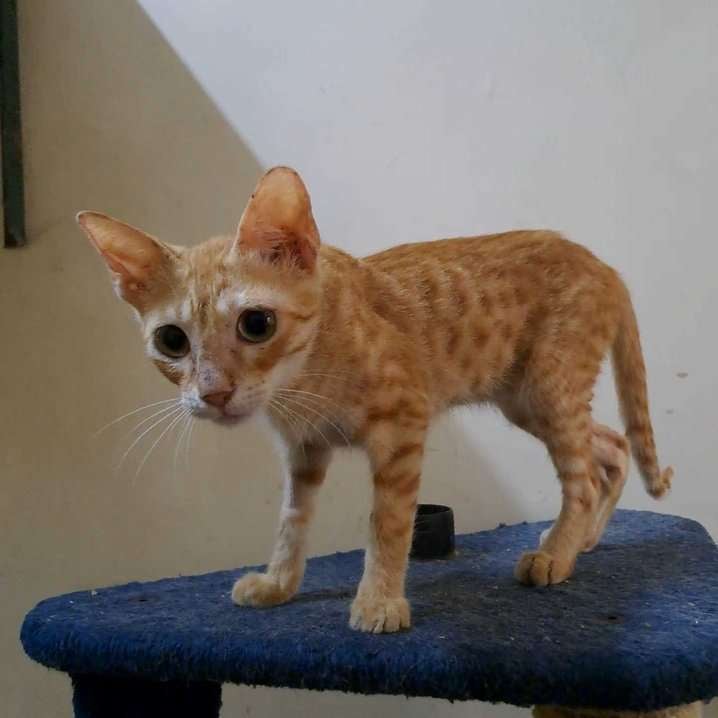 Indian Breed For Adoption In Mumbai