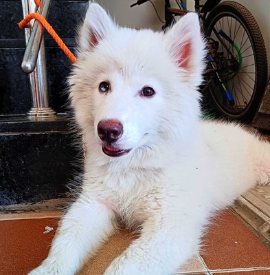 Samoyed For Sale In Pune