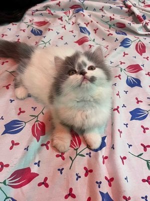 Persian For Sale In Gwalior
