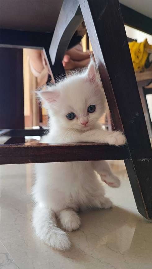 Persian For Sale In Udaipur