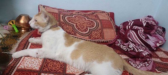 Indian Breed For Adoption In Varanasi