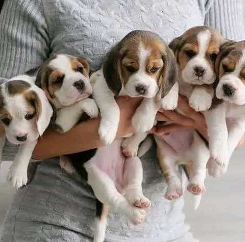 Beagle For Sale In Gurgaon