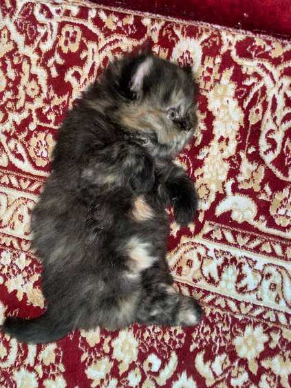 Persian For Sale In Srinagar JK