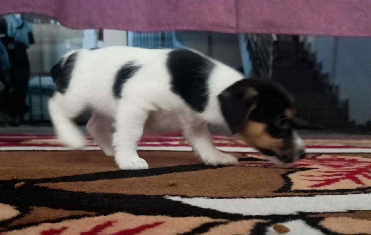 Jack Russell Terrier For Sale In Coimbatore