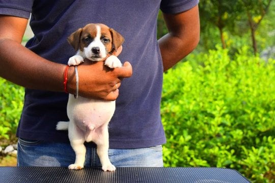 Jack Russell Terrier For Sale In Coimbatore