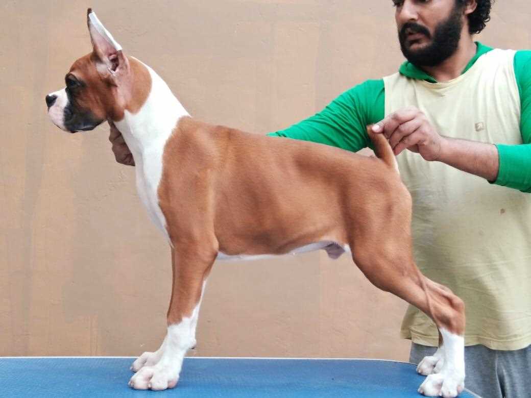 Boxer For Sale In Coimbatore