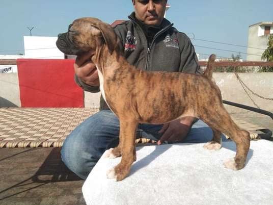 Boxer For Sale In Coimbatore