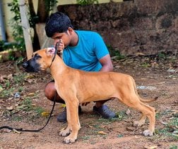 Great Dane For Sale In Bangalore