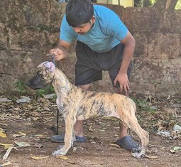Great Dane For Sale In Ahmedabad