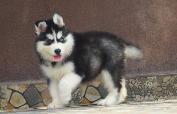 Siberian Husky For Sale In Cuttack