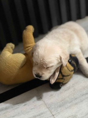 Labrador Retriever For Sale In Rewari