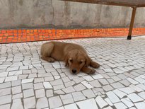 Golden Retriever For Sale In Jodhpur