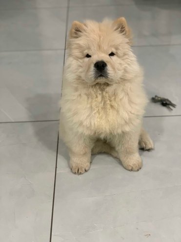 Chow Chow For Sale In Gandhinagar