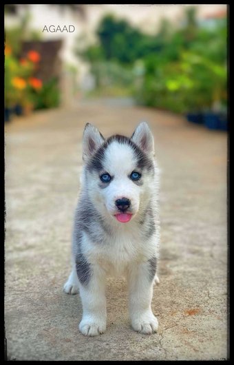Siberian Husky For Sale In Pondicherry