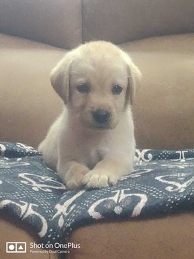 Labrador Retriever For Sale In Madurai
