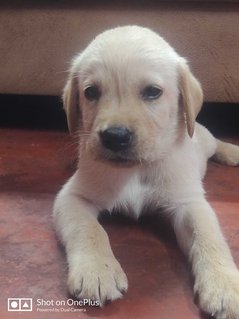 Labrador Retriever For Sale In Madurai