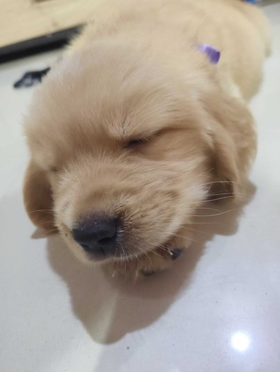 Golden Retriever For Sale In Valsad