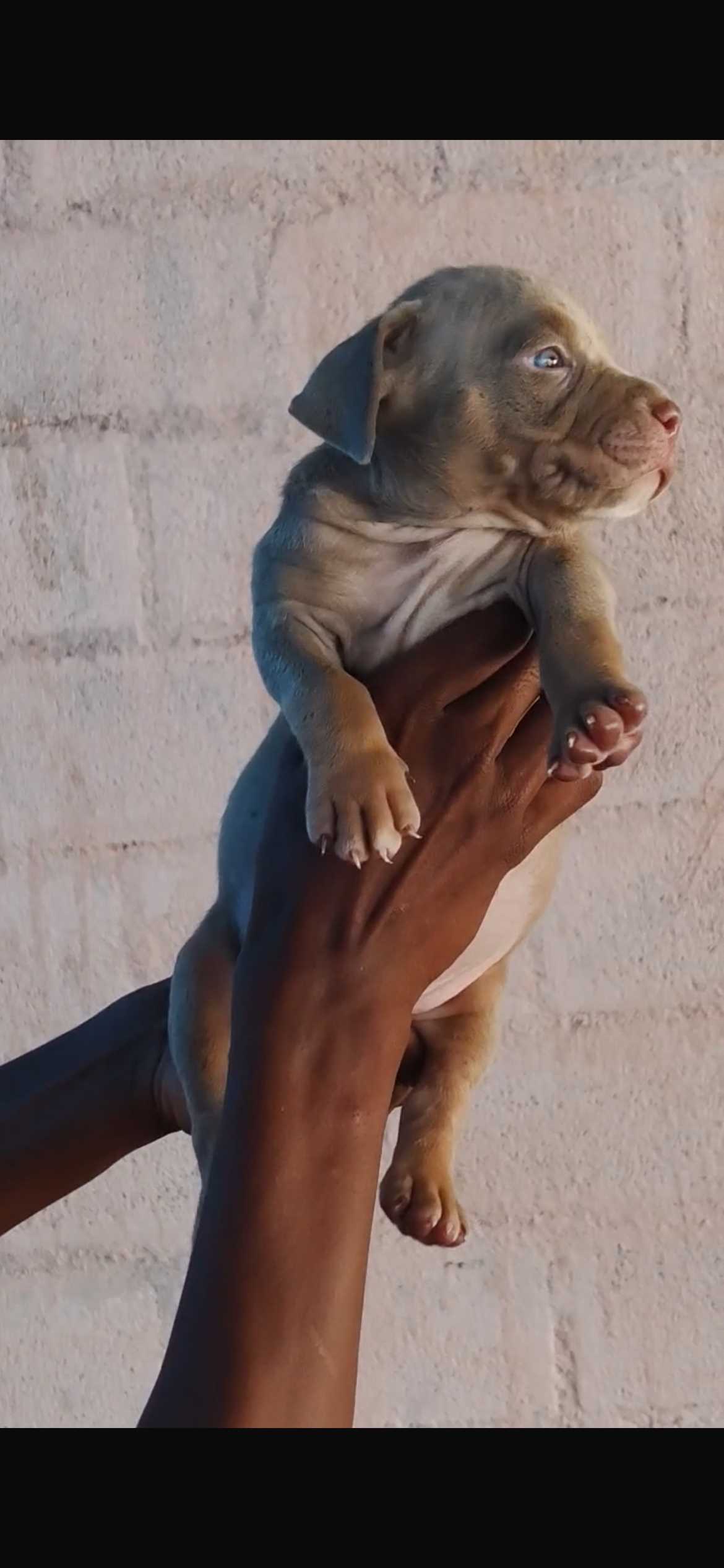 American Bully For Sale In Bangalore