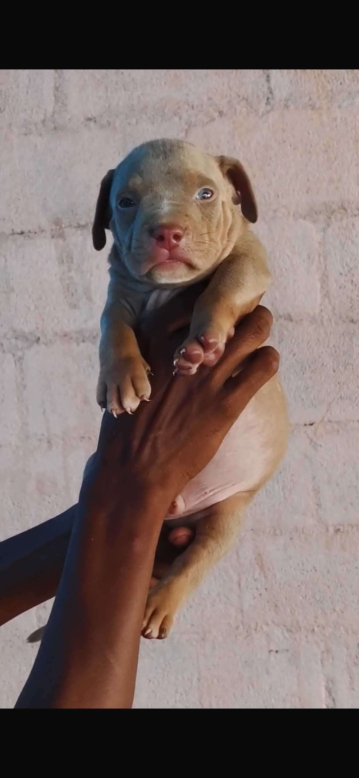 American Bully For Sale In Bangalore