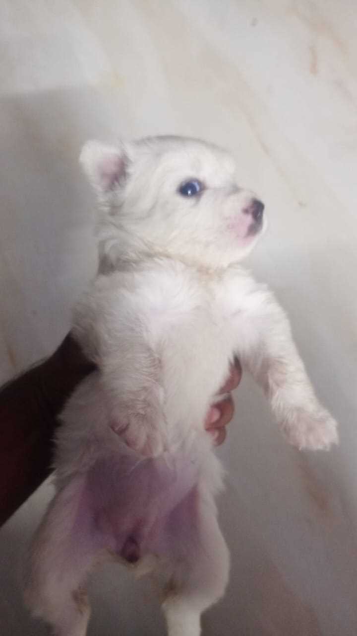 Pomeranian For Sale In Jalandhar