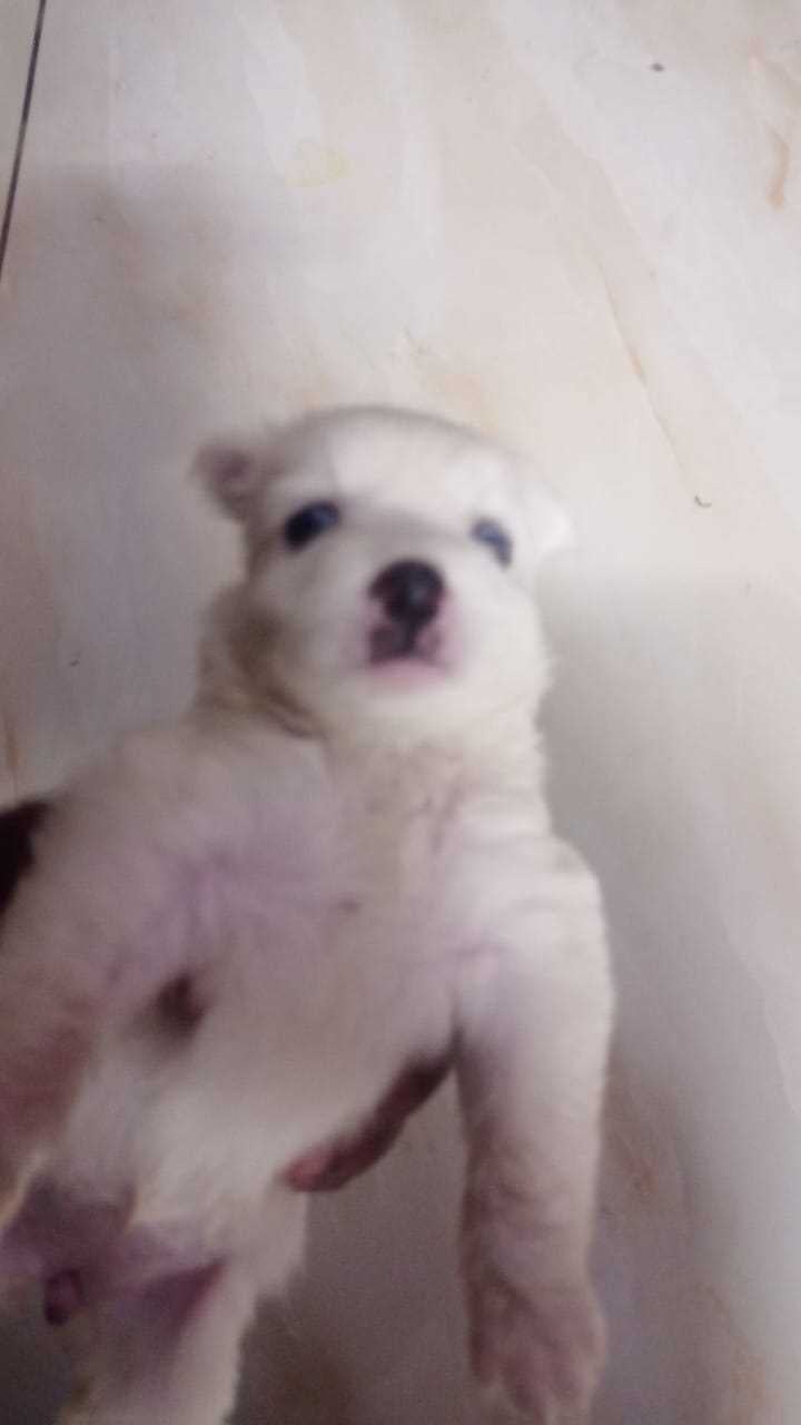 Pomeranian For Sale In Jalandhar