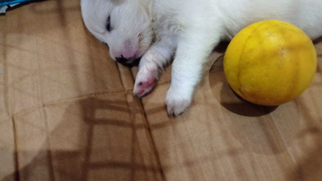 Pomeranian For Sale In Jalandhar