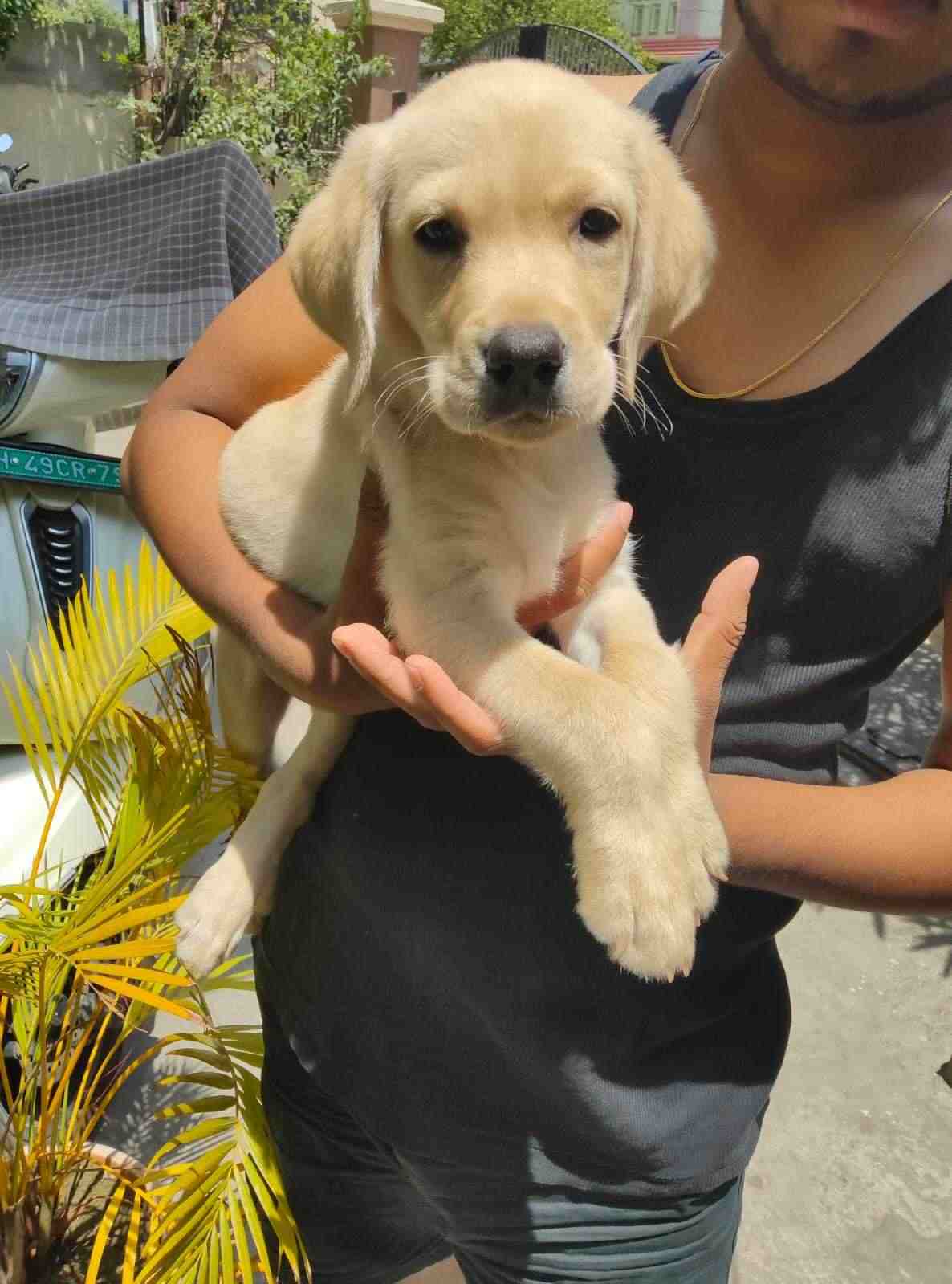 Labrador Retriever For Sale In Nagpur