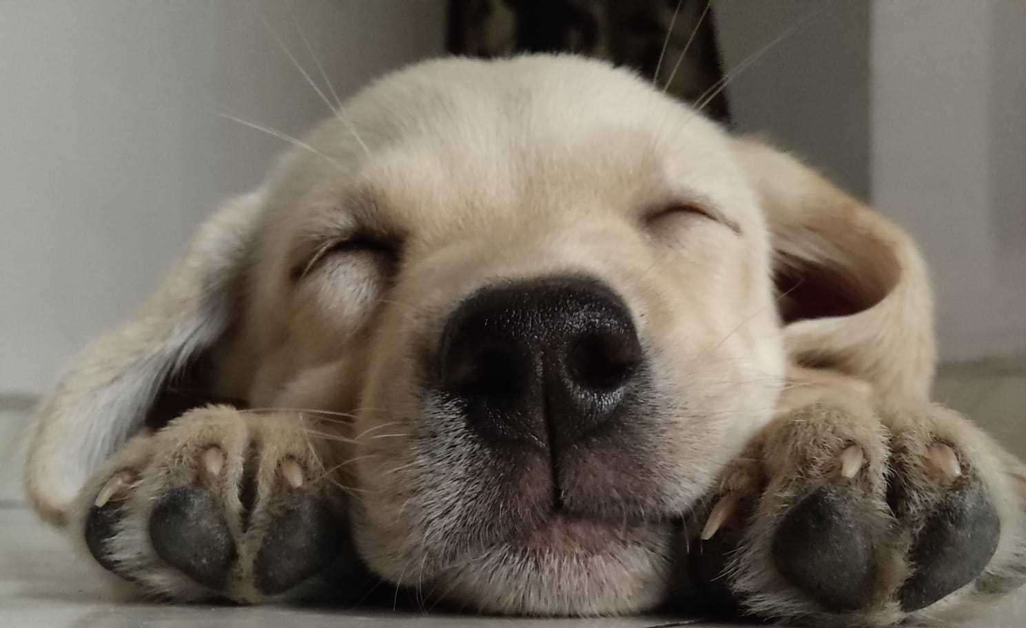 Labrador Retriever For Sale In Nagpur