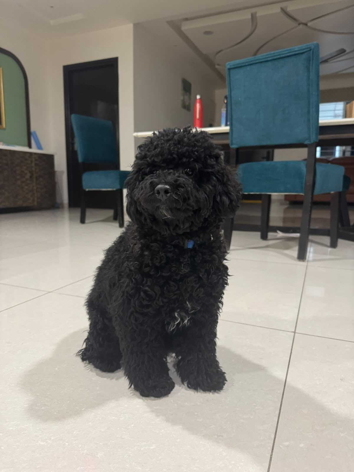 Poodle For Sale In Hyderabad