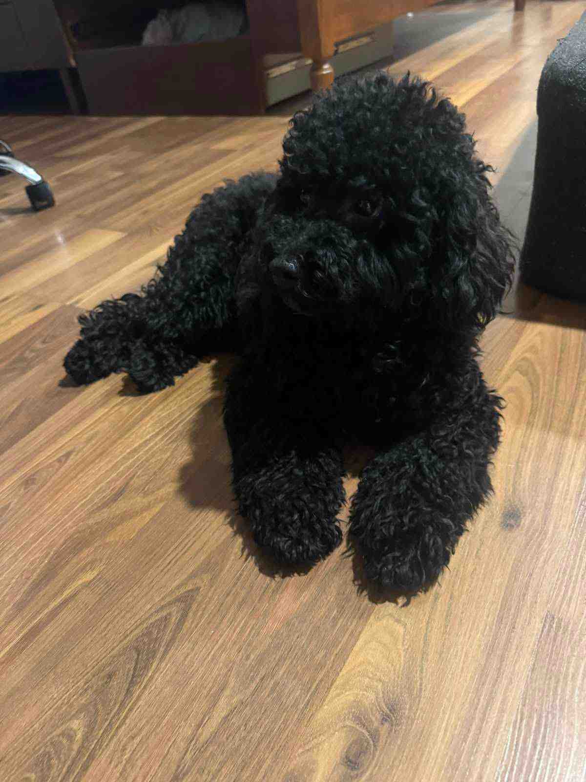 Poodle For Sale In Hyderabad