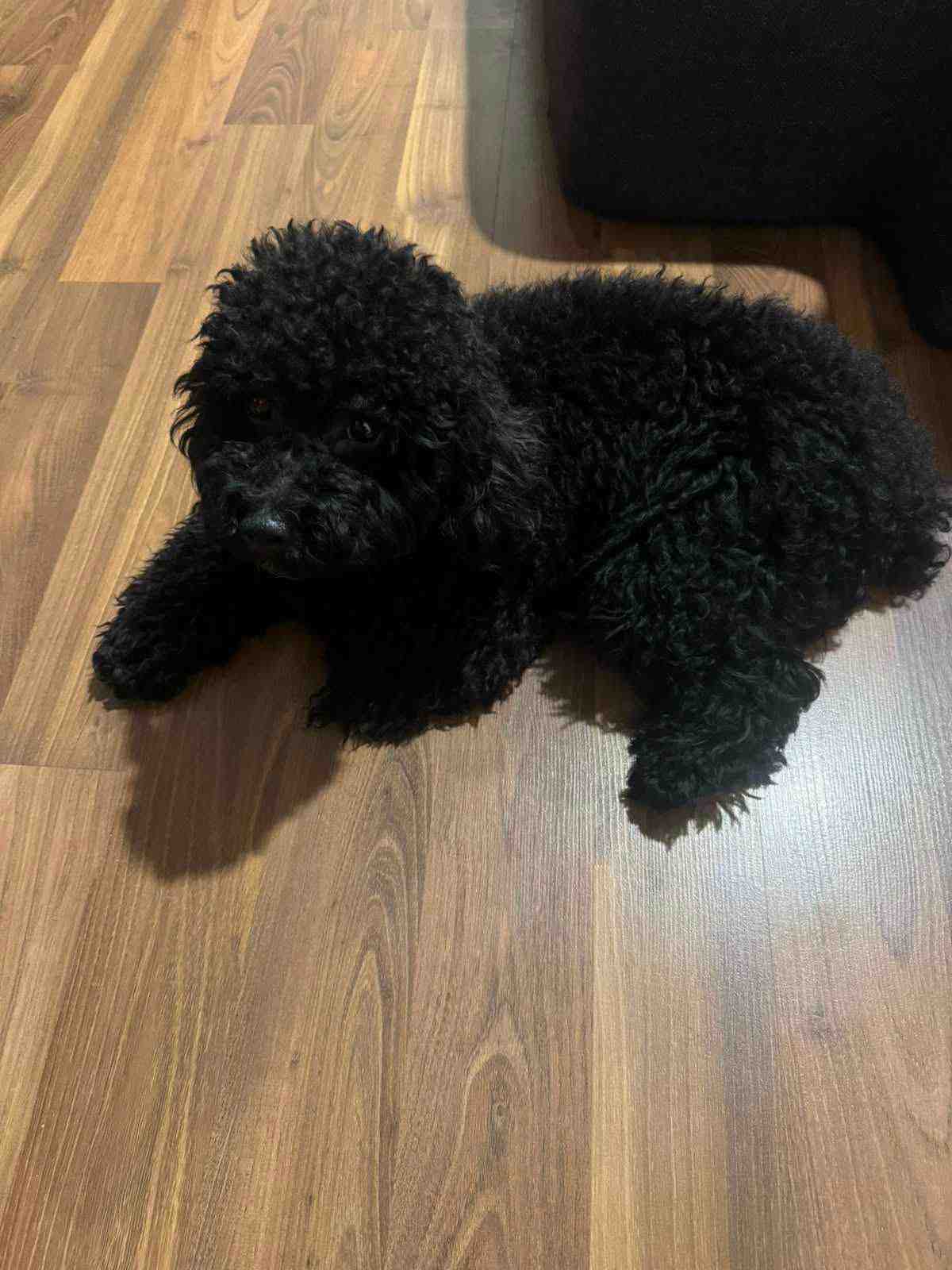 Poodle For Sale In Hyderabad