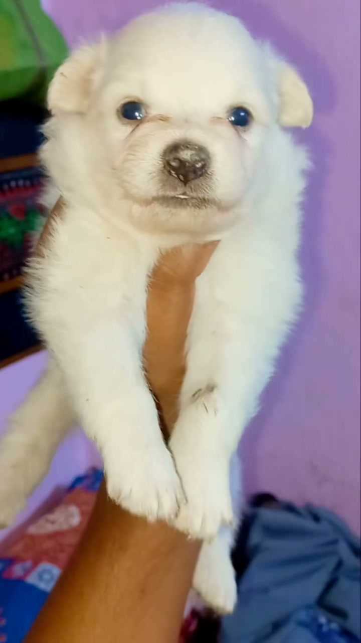 Pomeranian For Sale In Hajipur