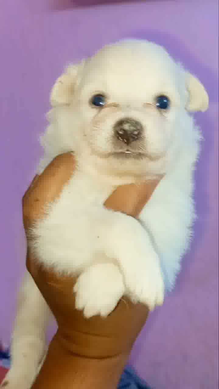 Pomeranian For Sale In Hajipur