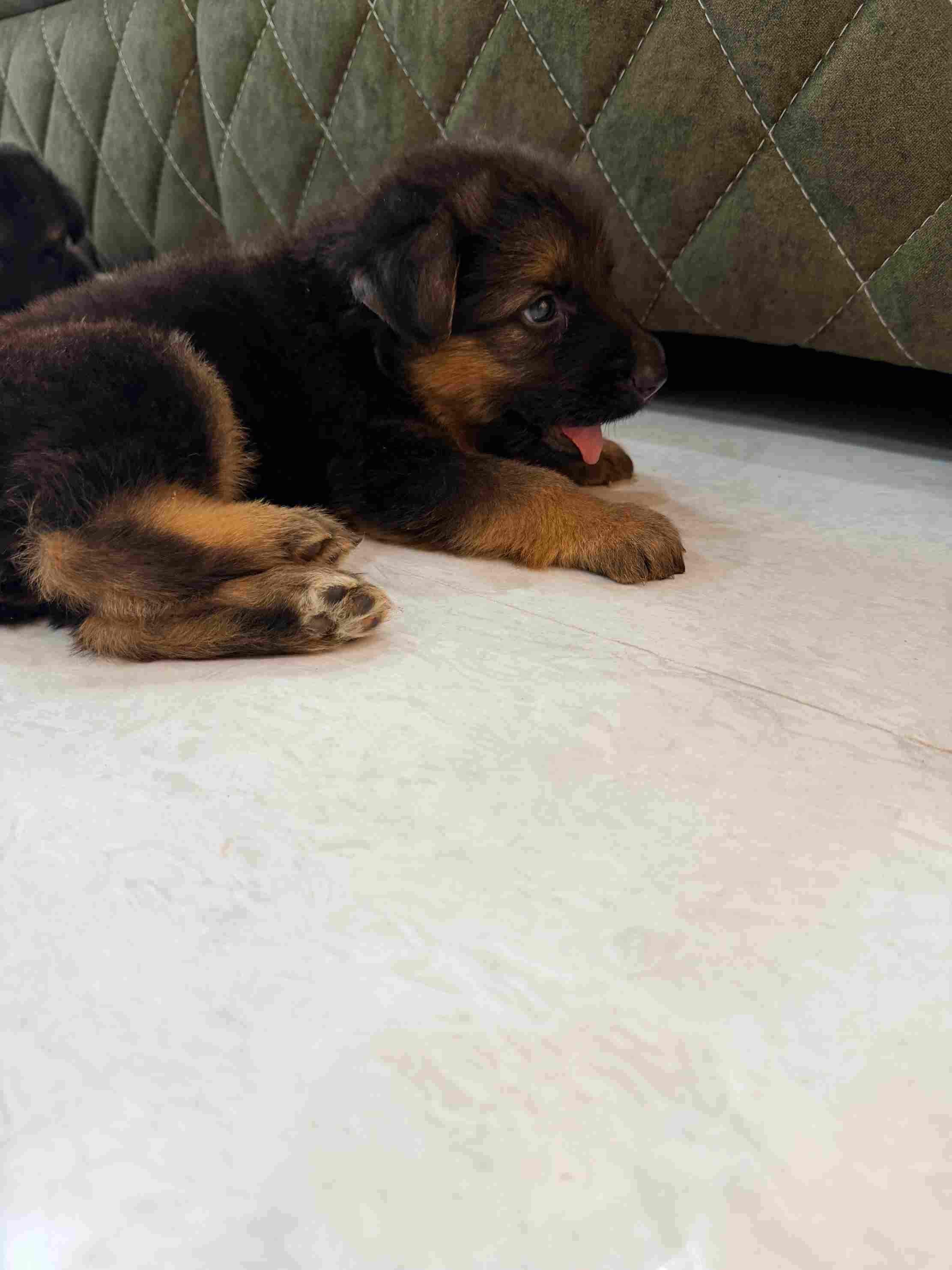 German Shepherd For Sale In Chennai