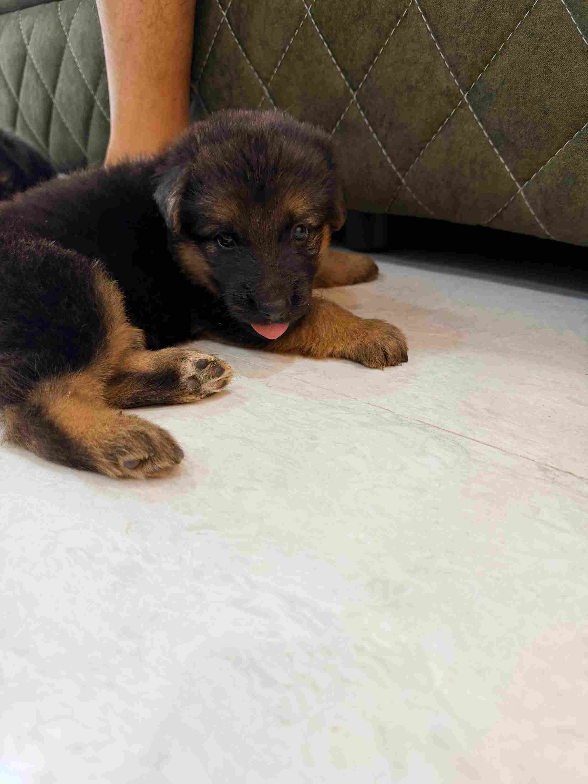 German Shepherd For Sale In Chennai