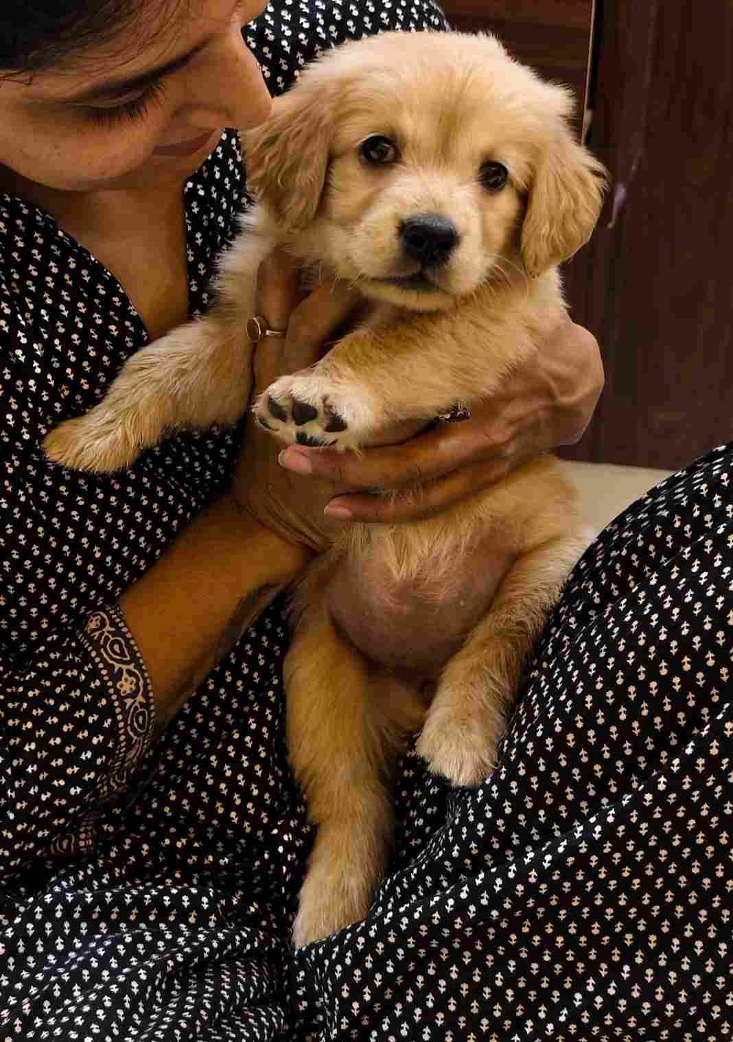 Golden Retriever For Sale In Jaipur