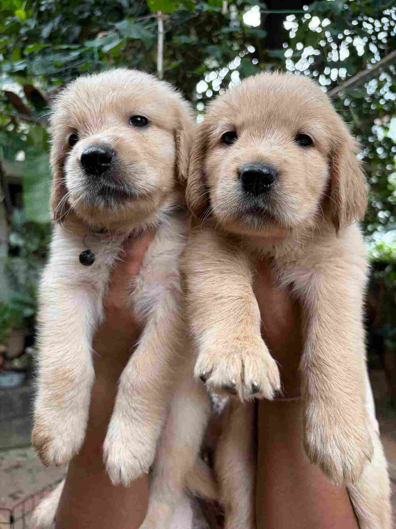 Golden Retriever For Sale In Thiruvananthapuram