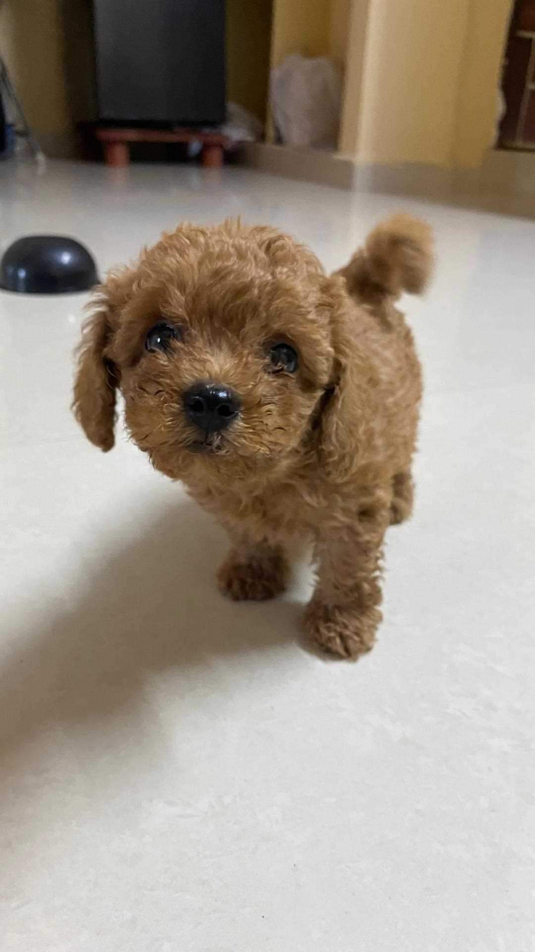 Toy Poodle For Sale In Hyderabad