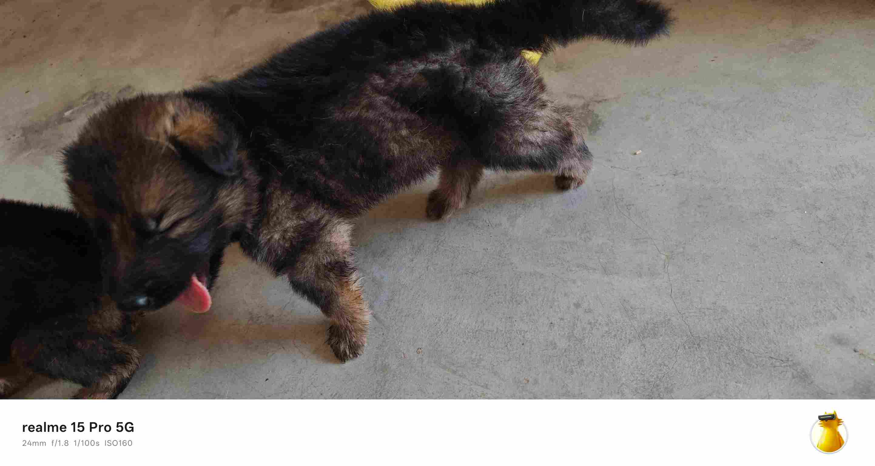German Shepherd For Sale In Ghazipur UP