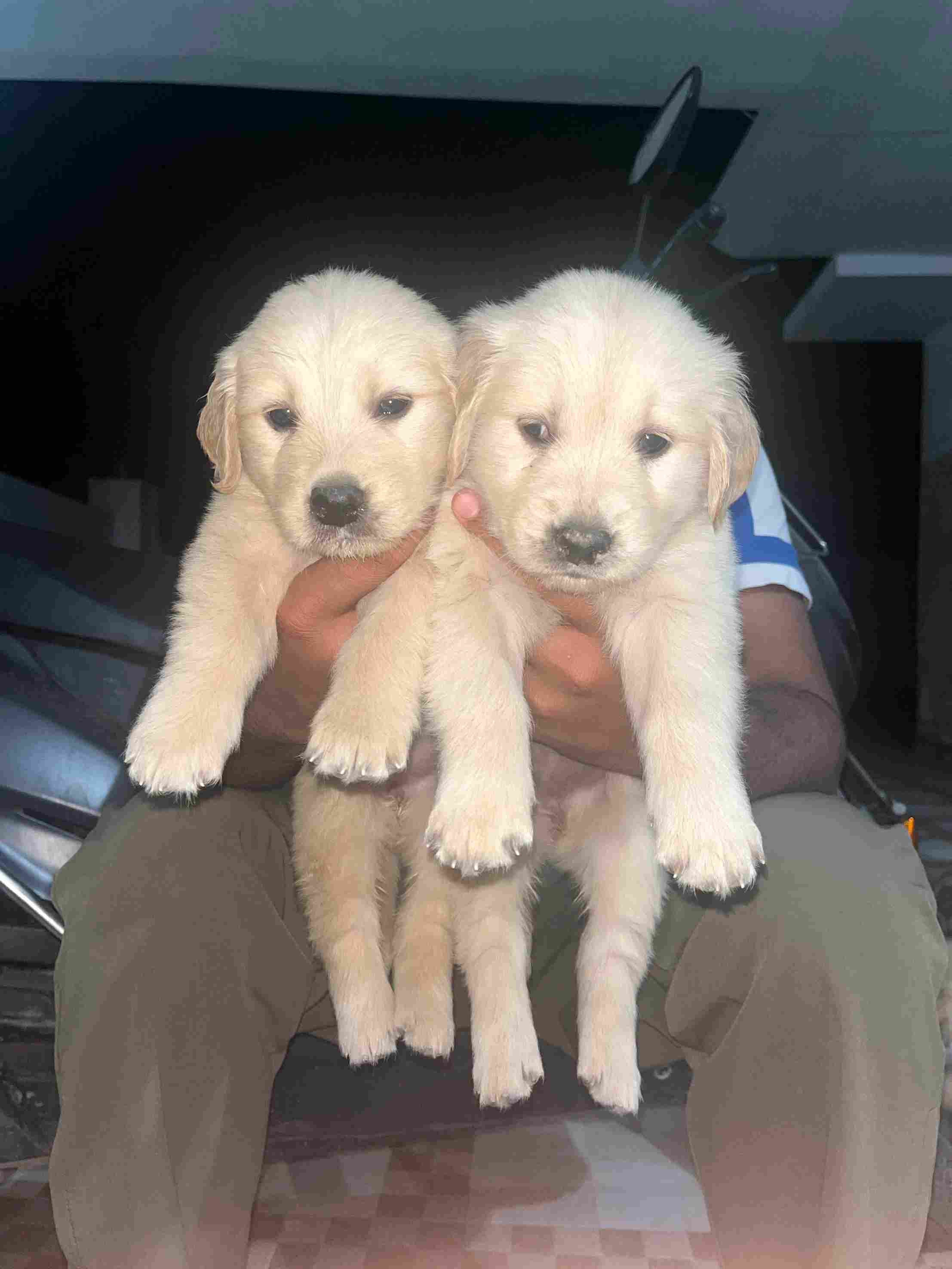 Golden Retriever For Sale In Amritsar