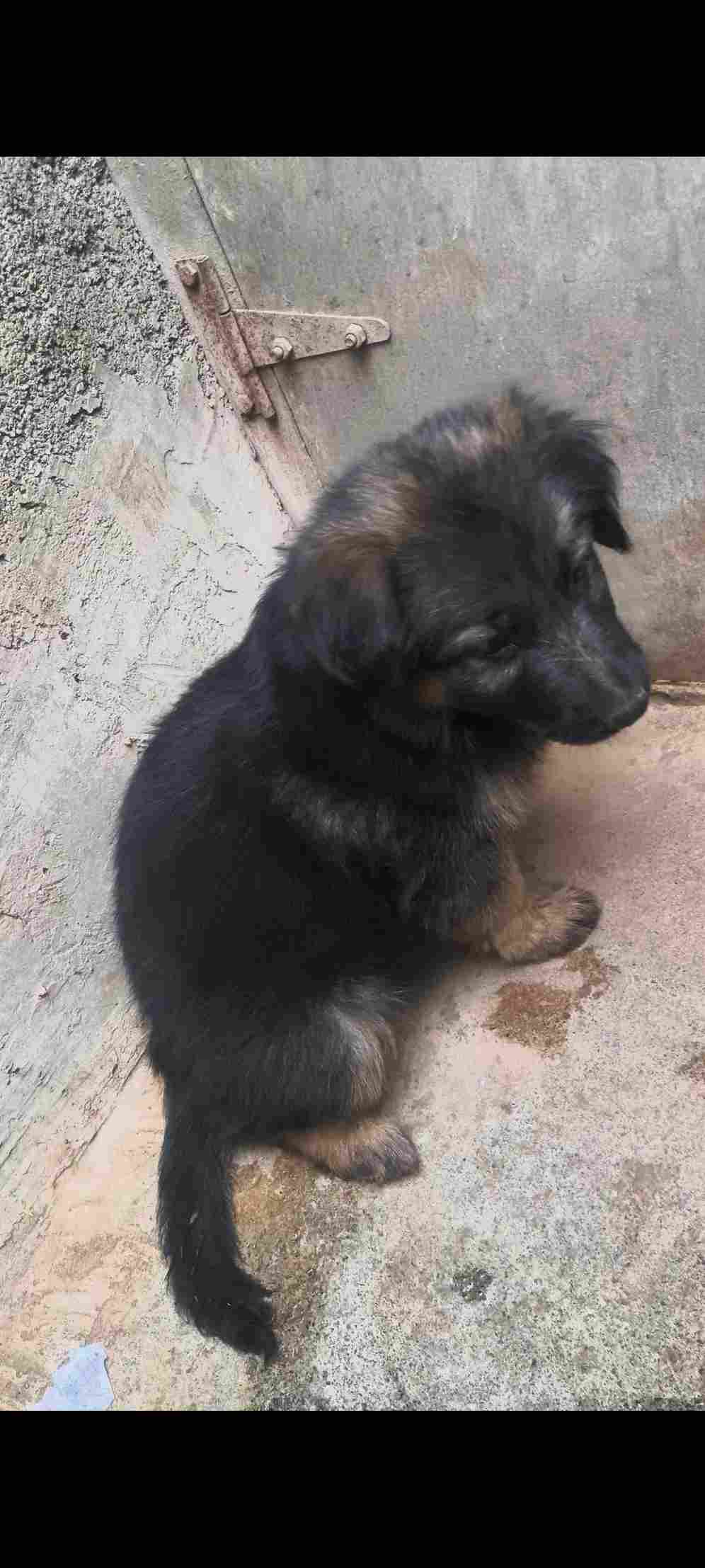 German Shepherd For Sale In Nanded