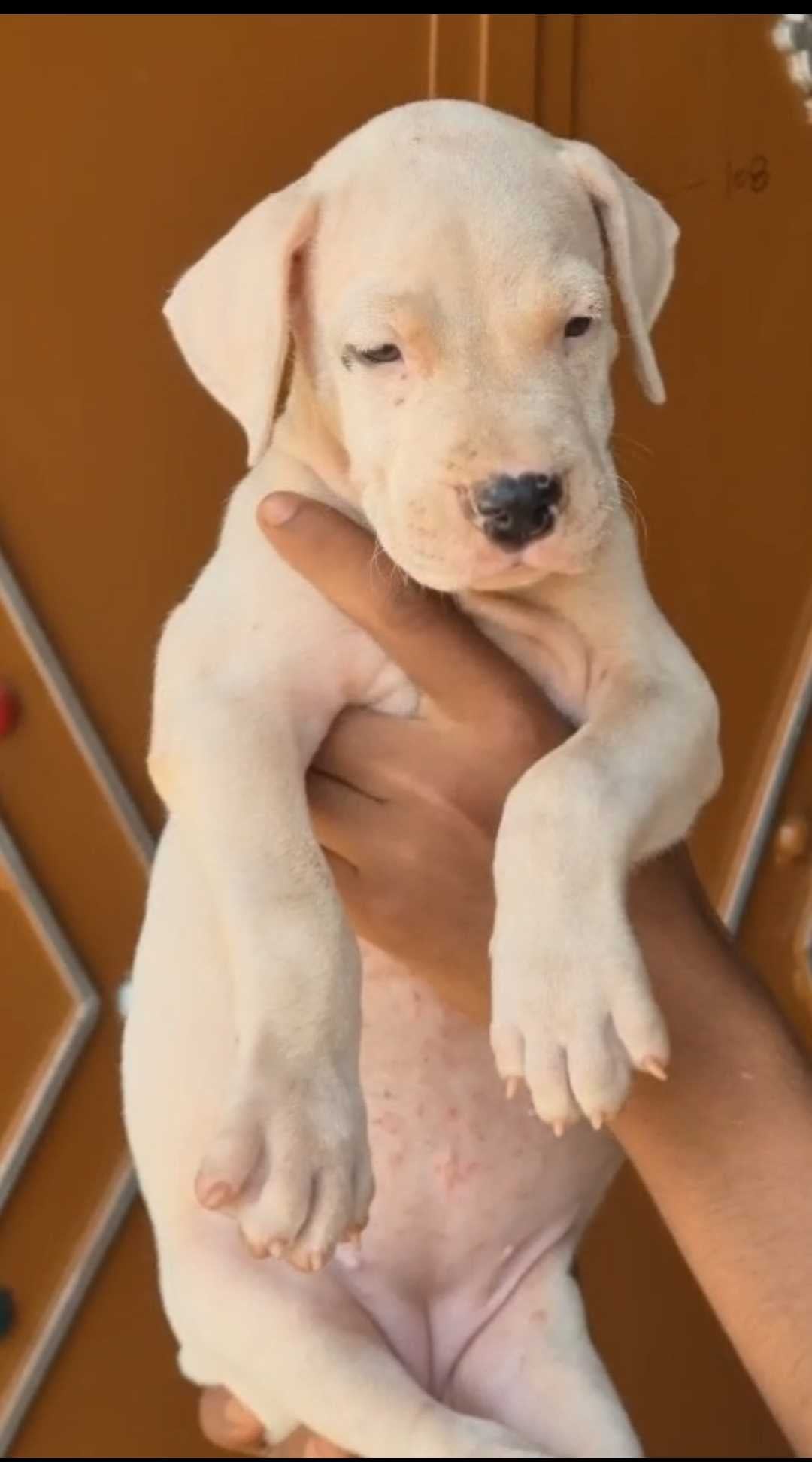 Dogo Argentino For Sale In Shamli