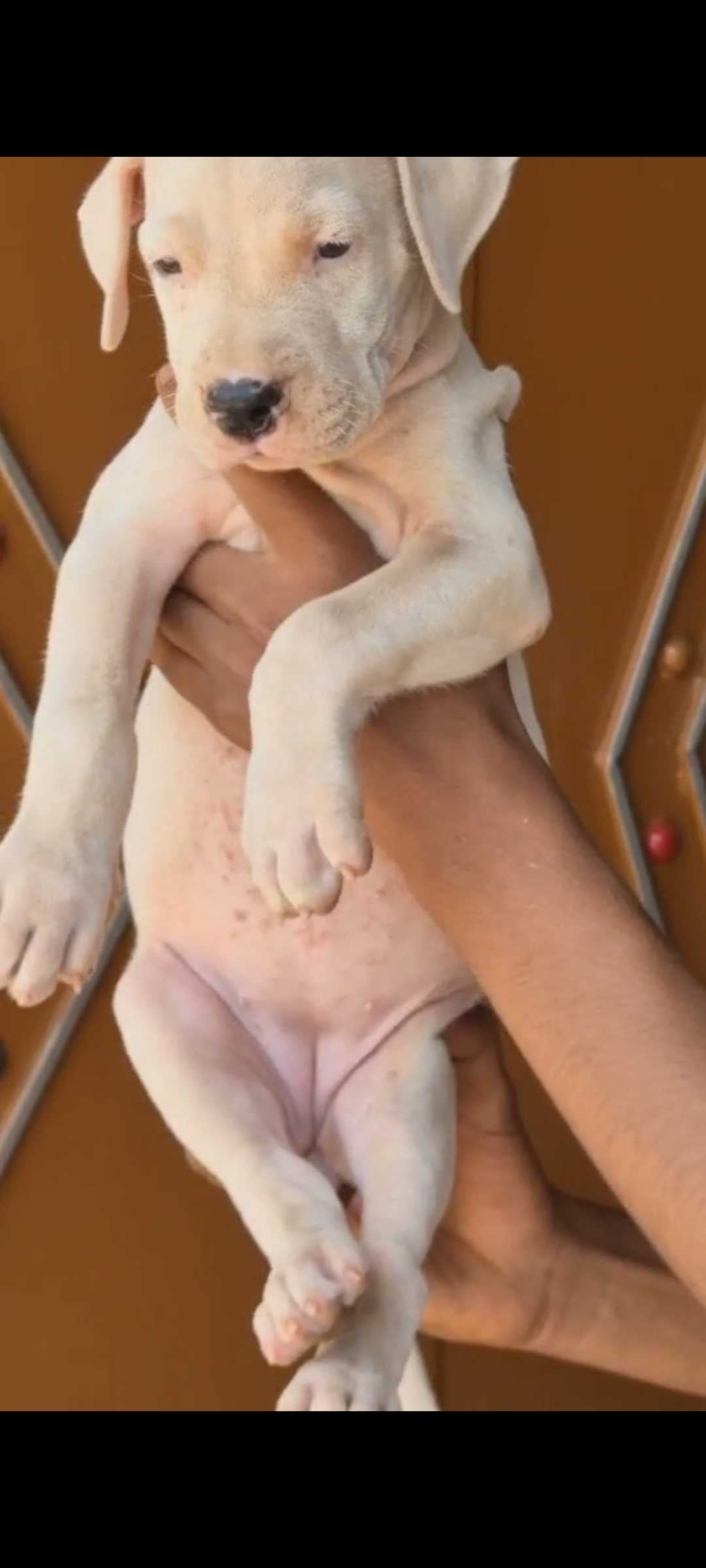 Dogo Argentino For Sale In Shamli