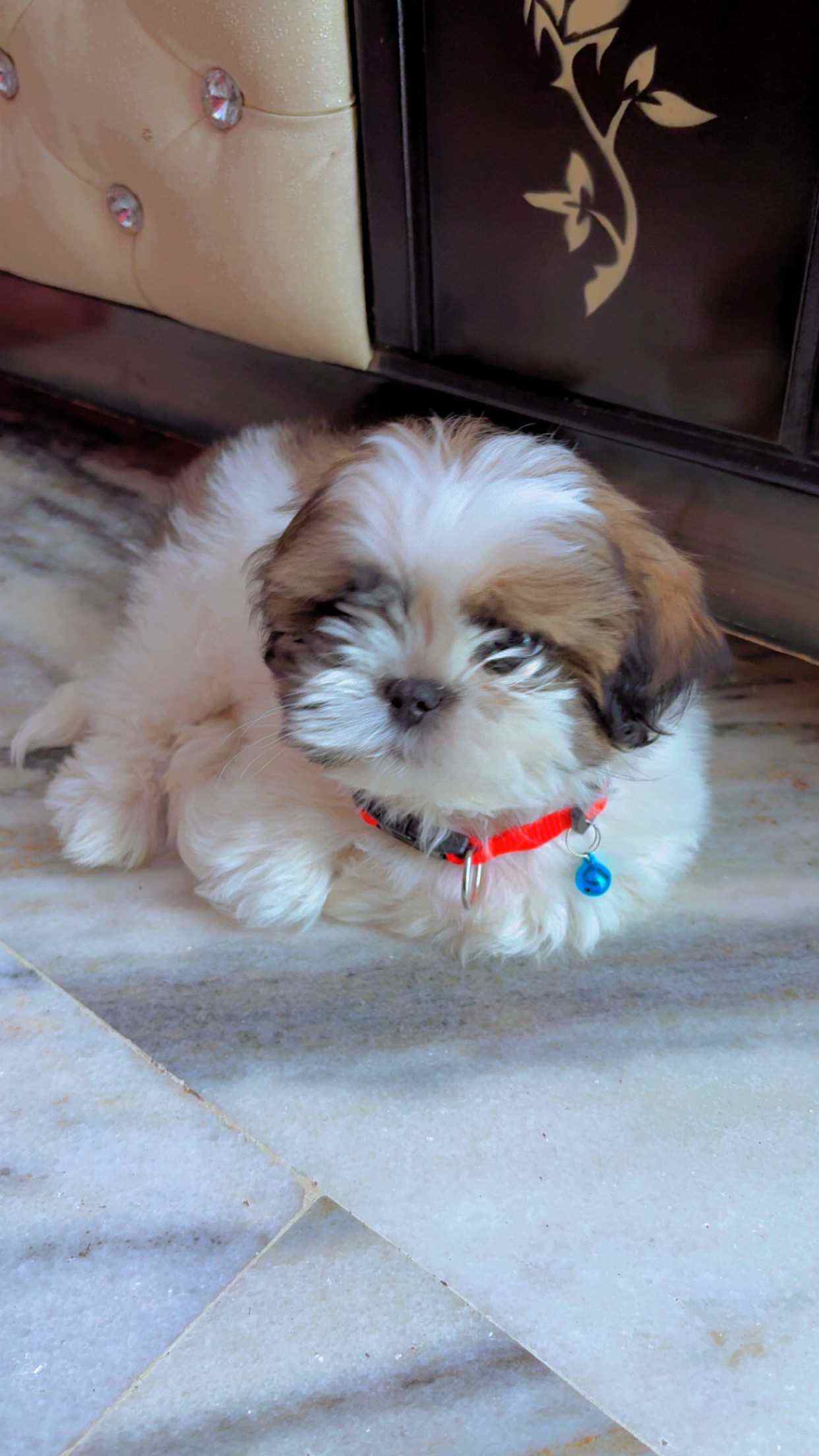 Shih Tzu For Sale In Chandigarh